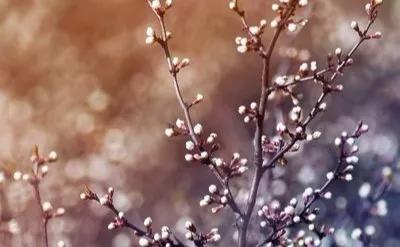 花都开好了,一切都会好的……