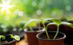 花都开好了,一切都会好的……