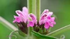 益母草颗粒：活血调经的传统良药